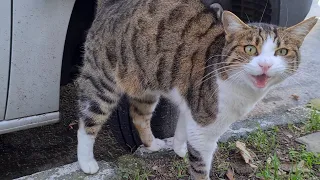 Very hungry cat meows loudly and asks for food.