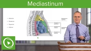 Mediastinum: Lungs, mediastinum and cardiac valves – Anatomy | Lecturio