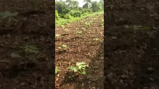 Tiger seen in Indian fields of Adilabad,  boys chasing Tiger