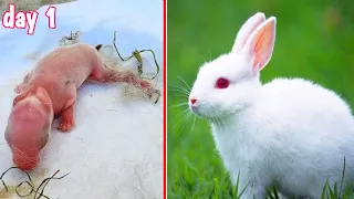 Rabbit Growth | Cute Baby bunny growing Up #animals