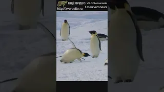 Неуклюжие пингвины падают на льду