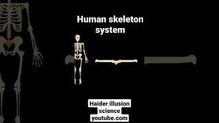 Human Skeleton System || 206 bones in human skeleton system.