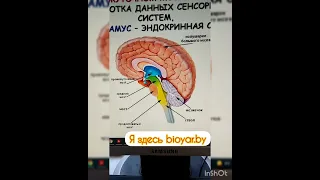 Фрагмент онлайн-урока по биологии