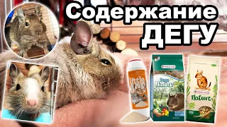 ЧИЛИЙСКАЯ БЕЛКА ДЕГУ. Содержание и питание, коротко о главном