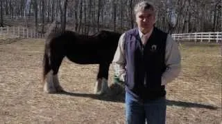 Brian's Response to Day 2 Healing with Horses Tele-Summit