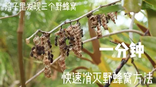 院子发现三个野蜂窝，怎样一分钟快速消灭野蜂