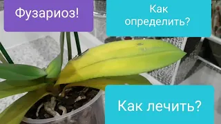 Фузариоз у орхидеи! Как и чем лечить? Как определить фузариоз у орхидеи?