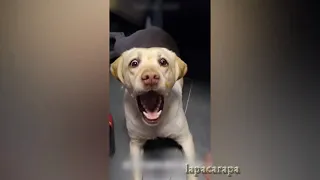 Самые смешные собаки Лабрадоры Funny Labrador Dogs