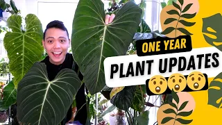 Where Are They Now? | 1 Year Later | Plant Updates 😊 - Philodendron Strawberry Shake, Glorious, Hoya