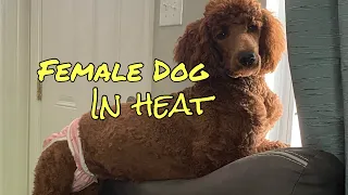 Female Dog Heat Cycle: Everything you need to know! Cleaning, diapers, spay, behavior