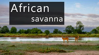 Calm dawn chorus in the African savanna