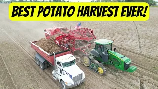 Best potato harvest ever! 2023 || How potato harvest works ￼