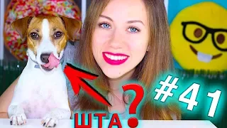 ЧТО ДЕЛАЕТ СОБАКА ПОКА Я СНИМАЮ КОНКУРС #41 | Elli Di Pets