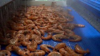 Vannamei Shrimp: Modern Technology Delivering Quality Products