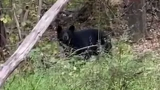 Extremely close encounter with a giant black bear