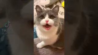 Funny and cute cat reaction to snake toy