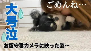 お留守番中、飼い主が知らないところで大号泣してたチワワがこちらです…。