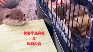 Otter Kotaro&Hana Meet For The First Time