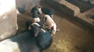 Why You Keep Losing Your NewBorn Piglets