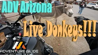Oatman Az. Ride - Route 66 Sidewinder -[Donkey Show!!!]