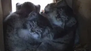 WHF Pallas Cat Kittens 2010 - 8 weeks old and very cute!