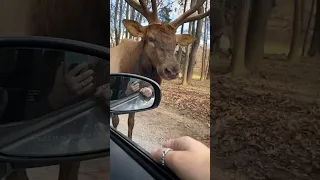 Majestic Elk Shows Off Vocal Range! #Shorts #Elk #Wildlife