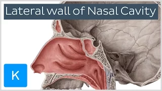 Lateral wall of nasal cavity: bones, cartilages and mucosa (preview) - Anatomy | Kenhub