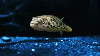 Aquarium Fish Unboxing - Pufferfish Edition