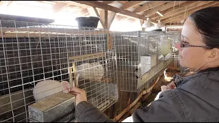 The BREEDING Process. An In-Depth Lesson. Raising Rabbits for Meat.