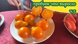 Дегустация сортовых томатов ч.5/ Моё мнение о вкусе выросших у меня сортовых томатов 2023