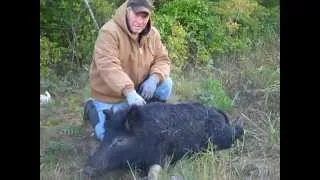 Wild hogs damage to pastures