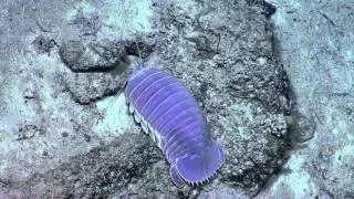 Giant Purple Isopod | Nautilus Live