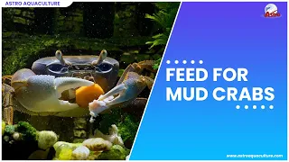 Feed for Mud Crabs