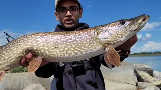 Trophy Pike!! Fishing near Calgary, Countless Pike and Walleye, Eagle lake AB, June 2021