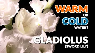 WARM or COLD water? Gladiolus (Sword Lily) time-lapse - Flower bloom and wither