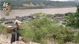 黄河边的千年古村，村民世代种植红枣为生，山上万亩枣树，收获季节能赚多少钱？【幸福之路】