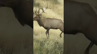 338 Lapua Magnum vs Bull Elk