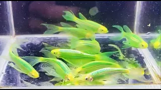 Aquarium video goldfish betta fish and koi fish in planted tank #207