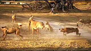 Lion & Hyena Cornered by Wild Dogs Calls for Backup | lion & wild dogs fight | hyena, wild dog fight