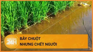 Bẫy chuột gây chết người ở Hải Phòng | Toàn cảnh 24h