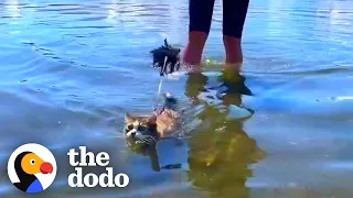 Cat Is Obsessed With The Ocean | The Dodo Cat Crazy