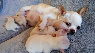 Busy Momma - SEE PLAYLIST OF THIS LITTER
