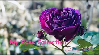 #34 Rose Garden Tour : My Rose Collection.กุหลาบสายพันธ์ต่างๆที่ปลูกในสวน J Dreams Garden.