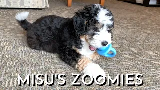 9 Week Old Bernedoodle Puppy Zoomies Versus 9 Month Old Bernedoodle Zoomies