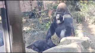 Father Momotaro worries about Gentaro, who sleeps deeply😴💤【Kyotocityzoo🦍Gorilla】