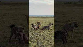 Masai Mara Safari - Early morning Hyena Kill *RARE*, 8ft from our safari truck!