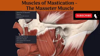 Muscles of Mastication - Masseter Muscle | Origin | Insertion | Nerve Supply | Action | AA