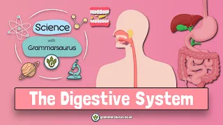 Science with Grammarsaurus - The Digestive System