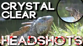 Iguana Headshots | DINOSAUR Safari