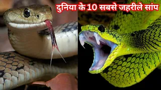 10 Most Venomous Snakes in the World | दुनिया के 10 सबसे जहरीले सांप